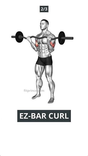 3 Biceps Exercises for Men 40+