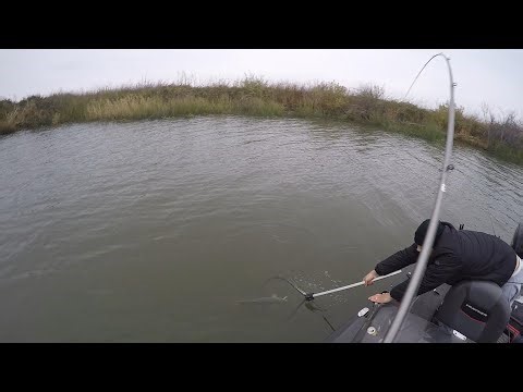 Where did all the Stripers go? Sherman island Fall Stiper fishing 12/04/2025