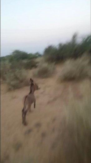 Wildlife Donkeys AnimalBehavior MatingRituals NatureDocumentary