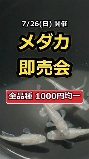 7/26 Medaka (Japanese killifish) sale! All 1000 yen each 🐟 #medaka #sale #Edogawa #ornamentalfish...