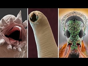 Amazing Electron Microscope Images Part 3
