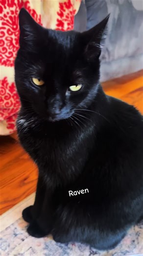 #raven #blackcat #pinup #centerfold #minipanther | Black Cat