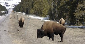 Video shows bison injuring man at Yellowstone National Park