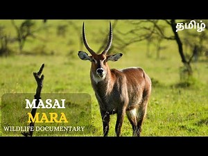 Masai Mara | Wild Animals , Tamil Documentary |
