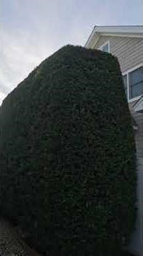 Hedge Trimming - Leyland Cypress #landscape #work #stihl #grinding#motivation #rightatthetip