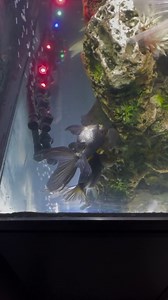 Advice! Goldfish Swimming Upside Down.