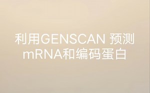利用GENSCAN 预测mRNA和编码蛋白