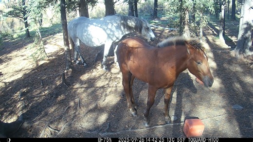 82K views · 5.3K reactions | Meet "Totter" He is the colt from Tex and Teeter. | Help Alberta Wildies Society | Facebook