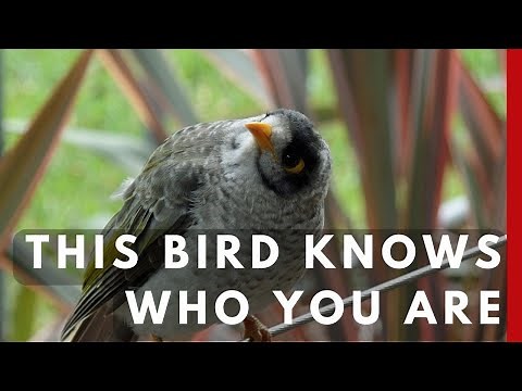 Birds Remember Your Face: The Surprising Science of Backyard Birds