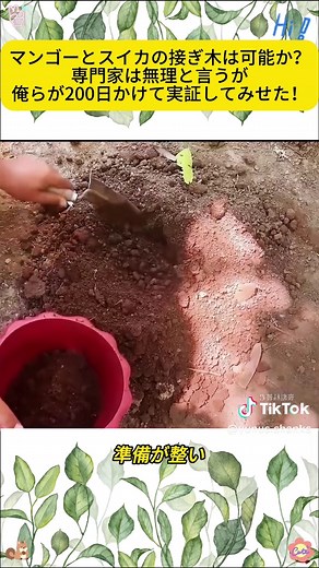 スイカとマンゴーの接ぎ木の全工程