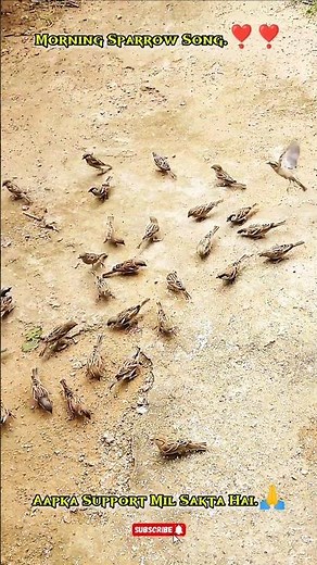 Morning Sparrow Song | Beautiful Bird Chirping in Nature #shorts