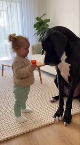 Dog and kid conversation ❤️❤️❤️❤️#funnydog #puppy #dogandkid #funnyanimals