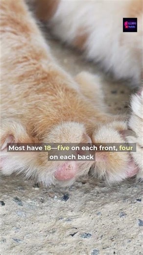 Toe-Counting Challenge: How Many On Your Feline? 🐾🔢