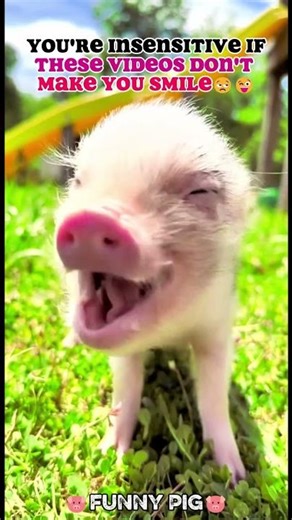 Cutest Little Pigs Ever 🐷💖 | Adorable Pig Moments