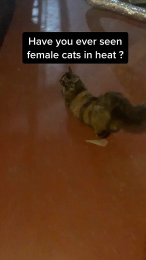 Female Cats in Heat: Understanding the Behavior