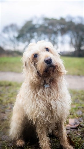 Meeting Dill 🐾 | A 9-Year-Old Rescue Cockapoo