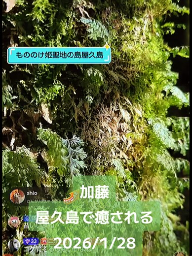 屋久島の苔と癒しの力