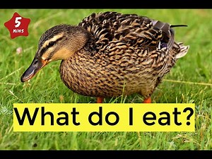 Duck Lake | Mallard Duck Facts | Water Duck (Kids and Toddlers)