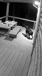 Is this the bravest dog you've ever seen? 🤯 We thought the porch was secure until this big guy lumbered up. How would YOUR dog react in this intense cabin confrontation? This high-contrast security footage shows a standoff and how quickly things can escalate. Good boy, Rex! 🐻💪 Note: This video is AI generated. | We Love Dogs