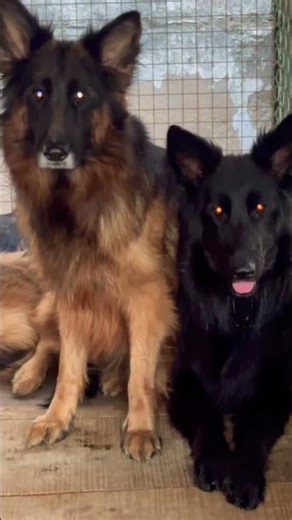 #cat #germanshepheard #blackgermanshepherds #blackgermanshepherds #armydog #pets