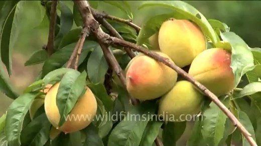 Sikkim-fruit
