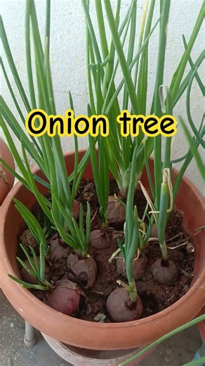 Onion Tree #gardening #garden #onion#tree#plants#facts #food