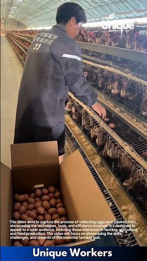 Egg collecting on a chicken farm: efficient harvesting