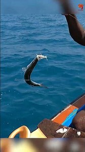 Barracuda Fishing with Squid Bait #fishing #fishingvideo #fihsingtime