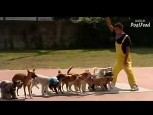 13 Unbelievable Dogs Jumping Rope At The Same Time, Breaking World Record