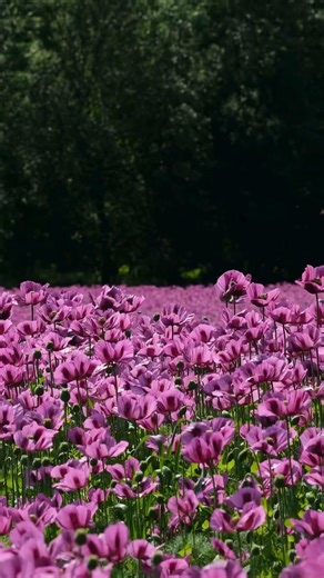The Gentle Bloom of a Violet Poppy 🌺 | Nature’s Quiet Beauty | Beautiful Flowers