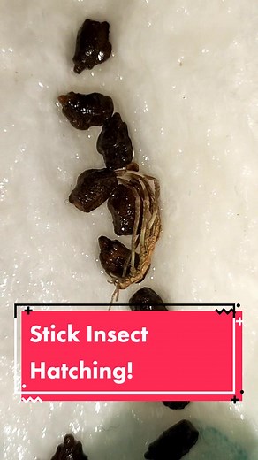 Baby Stick Insect Hatching From an Egg! 🌿 #fyp #stickinsect #babystickinsect #stickbug #walkingstick #argosarchushorridus #phasmid #aotearoa #nz #newzealand #nature #wildlife #wild #baby #animals #animal #entomology #insect #insects #bugs #bug #science #education