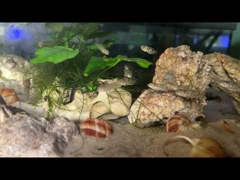 Lamprologus meleagris shell dweller colony getting crowded!