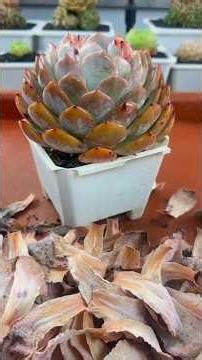 How to clean succulents
