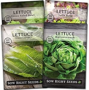 Sow Right Seeds - Lettuce Seed Collection for Planting - Buttercrunch, Giant Caesar, Salad Bowl, and Lolla Rosa Varieties - Non-GMO Heirloom Packets with Instructions to Plant a Home Vegetable Garden
