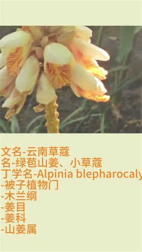一般叫做绿苞山姜的云南草蔻，主要分布在云南地区，是很好的药用植物，开花期4-5月，拍摄于南园#每日一花#花错图#flower#药用植物#中药材#每天认识一种植物