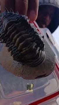 410-Million-Year-Old Trilobite Found in Morocco