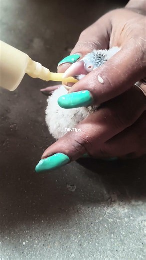 3rd day hand feeding to silky | #shorts #dintips #madurai