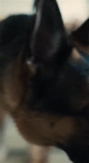 Au moment le plus intense du cours, la porte de l’amphithéâtre universitaire s’ouvrit brusquement — et un policier entra, accompagné de son chien de service. Le silence tomba d’un seul coup, lourd et oppressant. Les étudiants figèrent leurs mouvements, les respirations se firent hésitantes. Le chien avança droit vers l’estrade, ignorant totalement la salle entière. La professeure, Elizabeth Carter, une femme d’environ soixante ans, se tenait derrière son bureau, entourée de livres et de notes. D