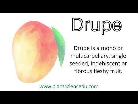 What is a Drupe? Examples of Drupe fruits