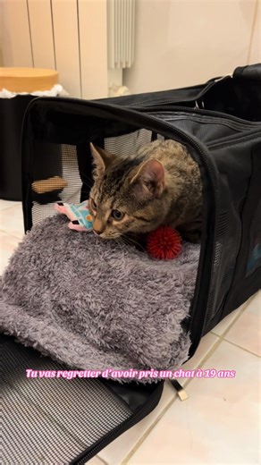 Mon chat, mon meilleur ami : une histoire de vie