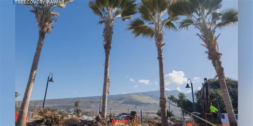 Native palm trees planted to help restore Lahaina