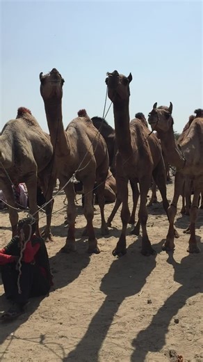 #foruyou #viralvideos #tik_tok #camel #desert