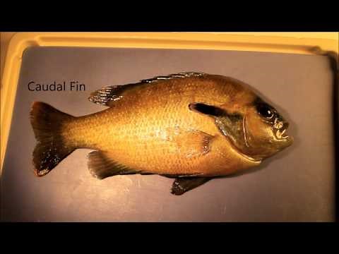 Fish Fins: Proper Terminology & Basic Functions
