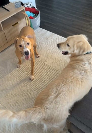 Charlie Makes a New Friend: Weekend Adventures Unfold