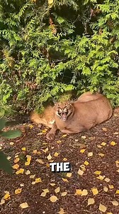 235K views · 6.5K reactions | This caracal shows anger until he gets his girlfriend back #caracal | Wonderful Animals | Facebook