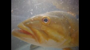 Smallmouth bass surveys have been underway on the upper Potomac River. Multiple river sections are sampled every fall by boat electrofishing to collect data on the smallmouth bass, walleye, and muskellunge populations. Smallmouth bass numbers look good with several year-classes of fish present. Catch rates for smallmouth bass >14 inches have been above average at many of these stations with several fish in the 18-20 inch size range. | Maryland Department of Natural Resources Fisheries