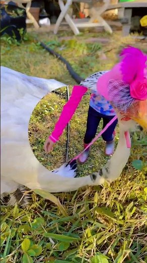 Unbelievable Trick - How to Train a Chicken to Walk!