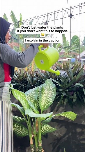 Watering plants is simple… but doing it wrong can harm them