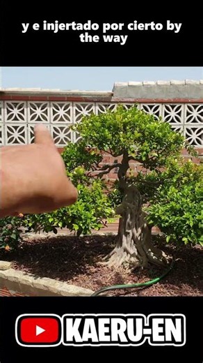A historic ficus is leaving