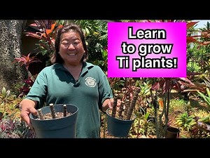 Learn How to Grow Ti Plants - Episode 4 - Nā Pāka ma ka Hale